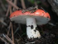 Russula cremoricolor image