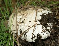 Amanita ocreata image