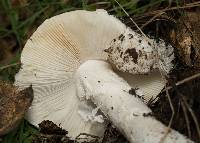 Amanita ocreata image