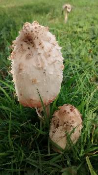 Coprinus comatus image