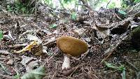 Suillus luteus image