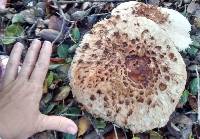 Chlorophyllum rhacodes image