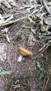 Suillus luteus image