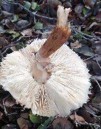 Chlorophyllum rhacodes image