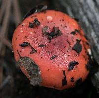 Russula cremoricolor image