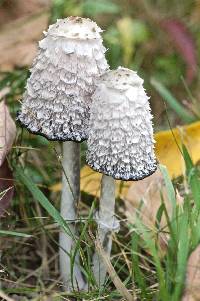 Coprinus comatus image