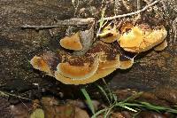 Phellinus gilvus image