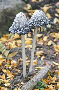 Coprinus comatus image