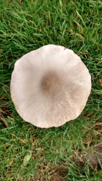 Volvariella gloiocephala image