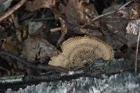 Trametes versicolor image