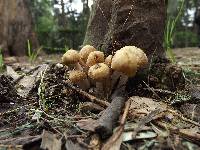 Psathyrella candolleana image