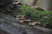 Trametes versicolor image