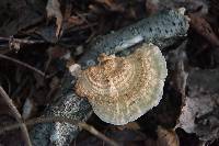 Trametes versicolor image