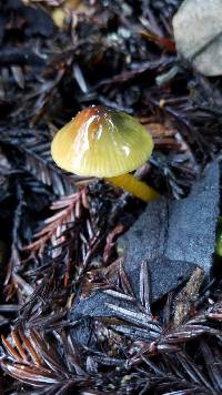 Hygrocybe psittacina var. psittacina image