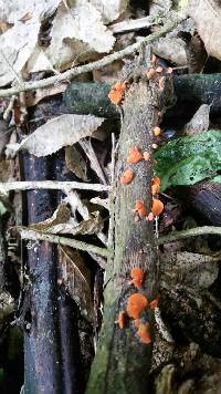 Favolaschia calocera image