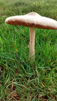 Volvariella gloiocephala image