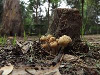 Psathyrella candolleana image