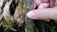 Favolaschia calocera image