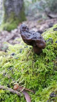 Gyromitra infula image