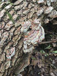 Trametes versicolor image