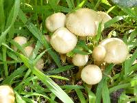 Agrocybe praecox image