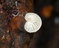 Crepidotus caspari image