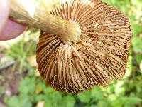 Agrocybe praecox image