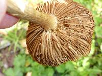 Agrocybe praecox image