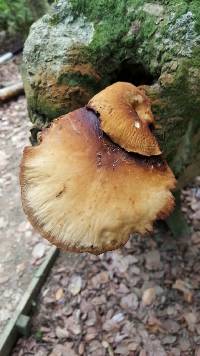 Agrocybe parasitica image