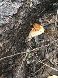 Fomitopsis pinicola image