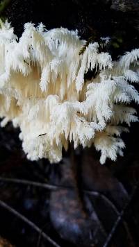 Hericium coralloides image