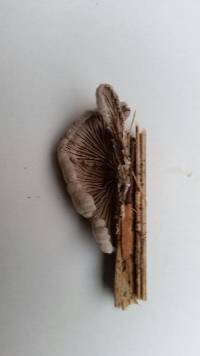 Schizophyllum commune image