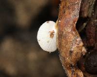 Crepidotus caspari image