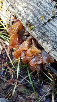 Tremella foliacea image