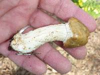 Agrocybe praecox image