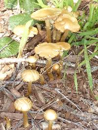 Agrocybe praecox image