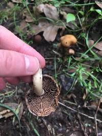 Psathyrella piluliformis image