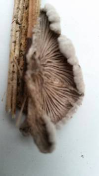 Schizophyllum commune image