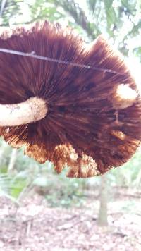 Agrocybe parasitica image