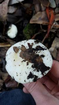 Russula cerolens image