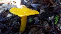 Hygrocybe chlorophana image