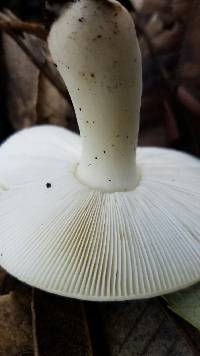 Russula cerolens image