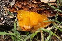 Tremella aurantia image