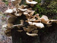 Pleurotus ostreatus image