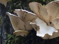 Pleurotus ostreatus image