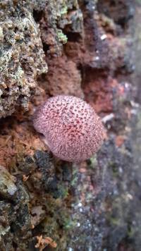 Tricholomopsis scabra image