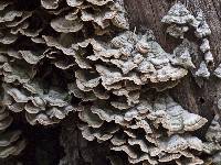 Trametes versicolor image