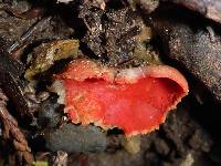 Sarcoscypha coccinea image
