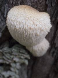 Hericium erinaceus image