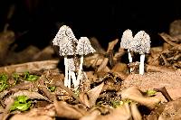 Coprinopsis lagopus image